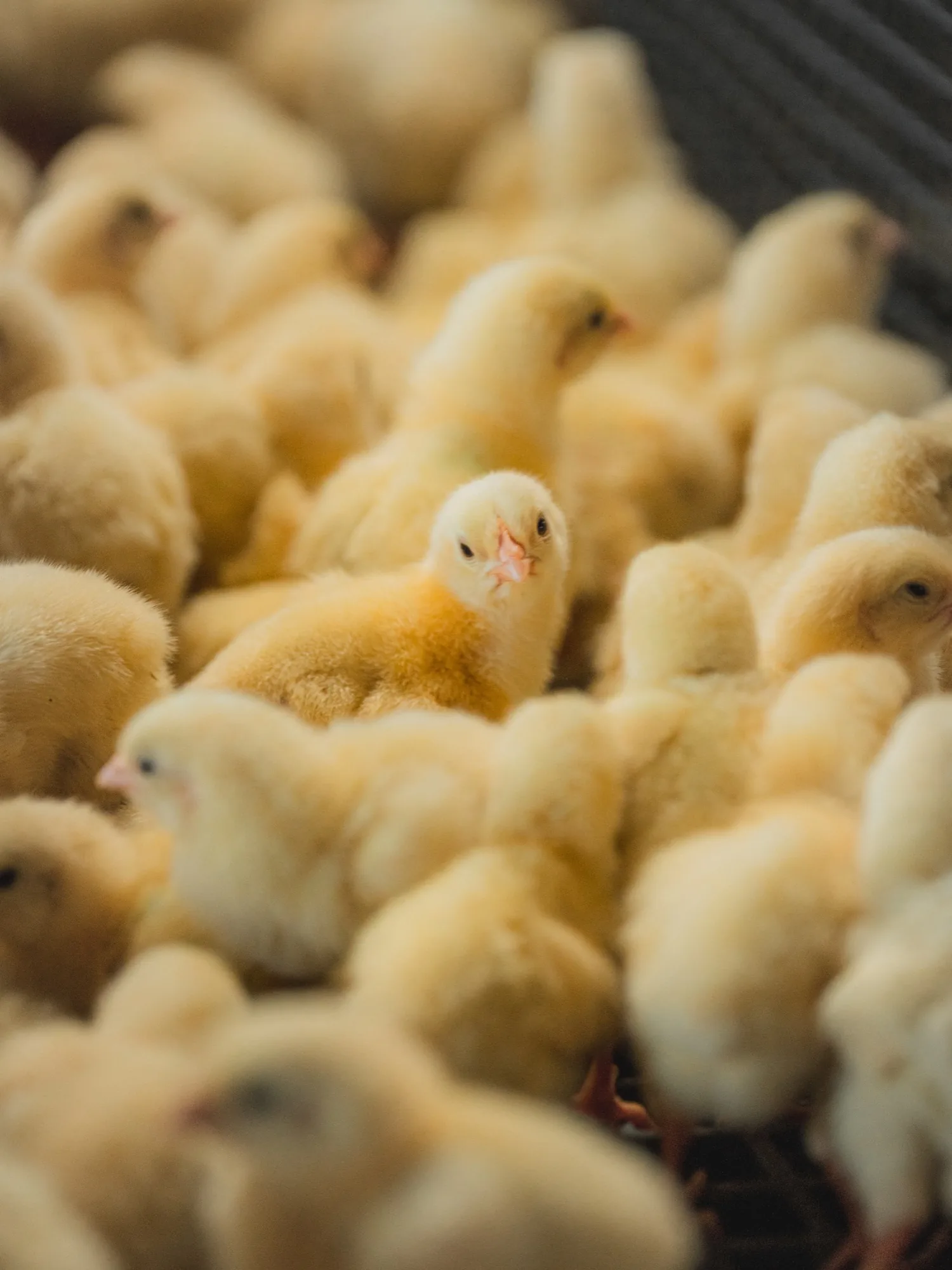 Close-up photo of young yellow chicks gathered inside a poultry farm or hatchery, with one chick in sharp focus looking toward the camera.