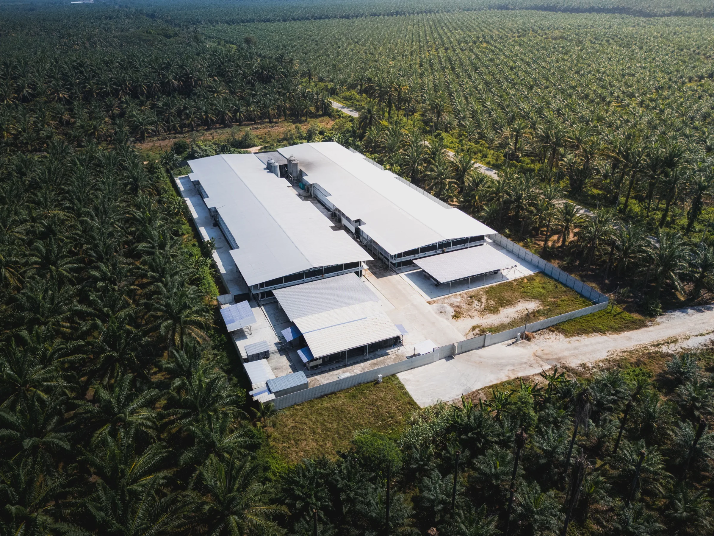 Aerial drone view of a large chicken farm facility surrounded by expansive palm oil plantations, with long white-roofed industrial farm buildings inside a fenced rural agro-industrial compound.