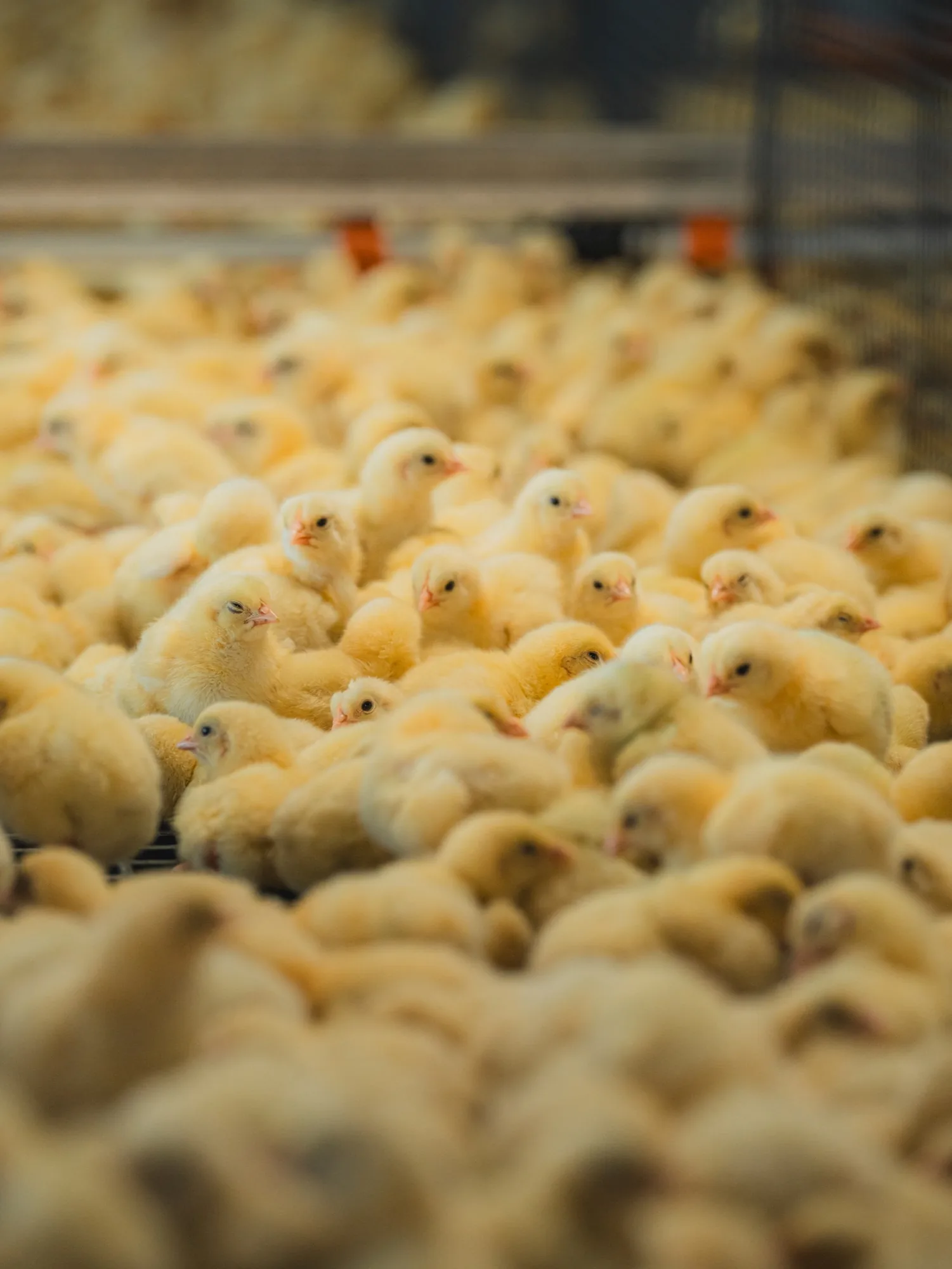 Close-up view of yellow chicks gathered inside a poultry farm or hatchery, with warm lighting and shallow depth of field highlighting the young chicks.